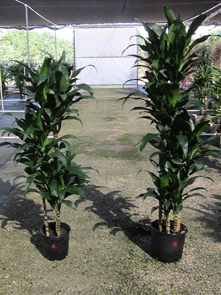 variegated money plant Money Tree Variegated ( Pachira aquatica )