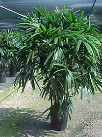 Hawaiian Rhapis by Consolidated Foliage
