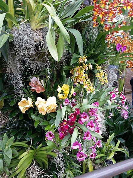 Orchid Show at Chicago Botanic Garden